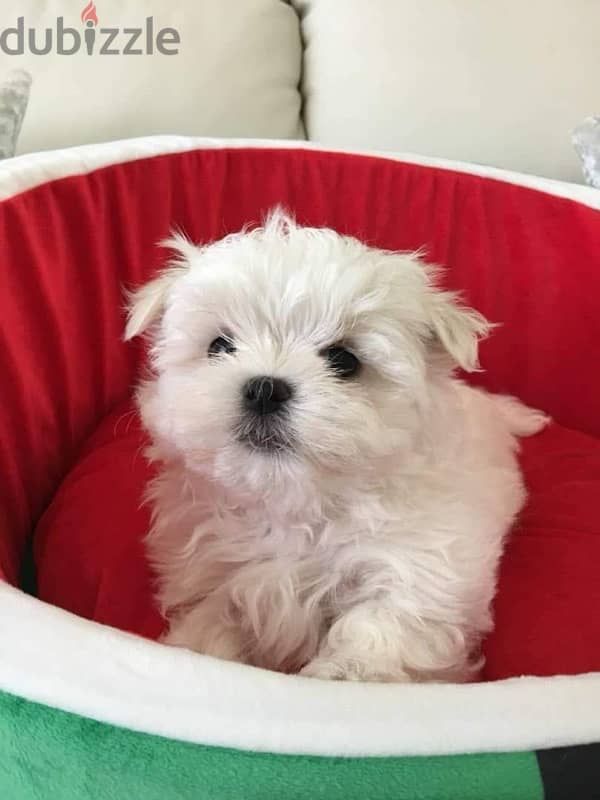 Female Bichon Maltese puppy 1