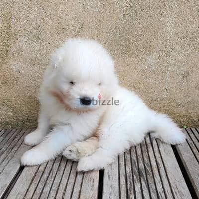 Samoyed puppies//  WhatsApp. +97455792932