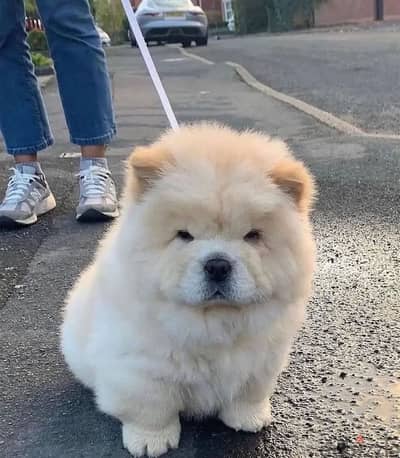 Chow Chow puppies//WhatsApp +97455792932