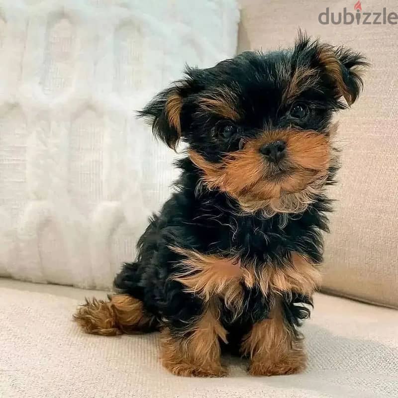 Yorkshire Terrier// WhatsApp +97455792932 0