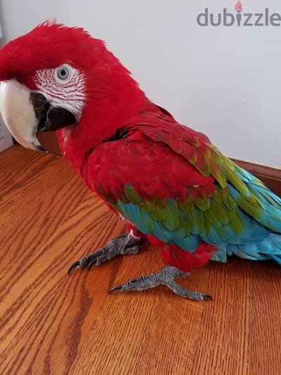 Adorable greenwing macaw parrots. WhatsApp me through +18032580516