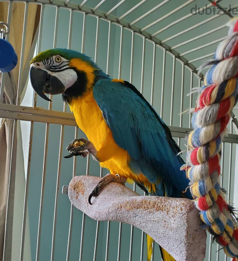 Talking Blue and Gold Macaw Parrots. WhatsApp me through +18032580516 0