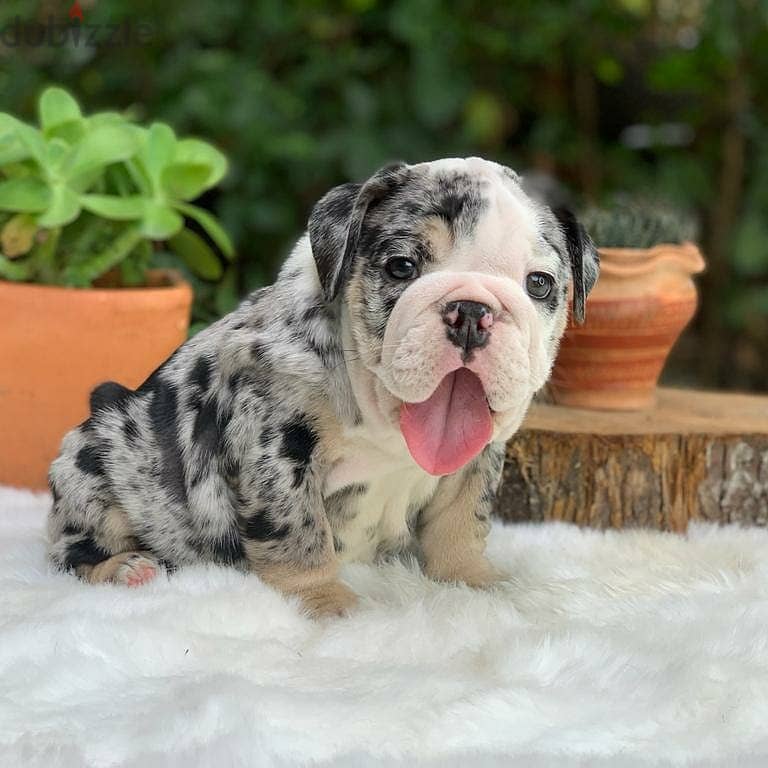 English Bulldog Puppies 0