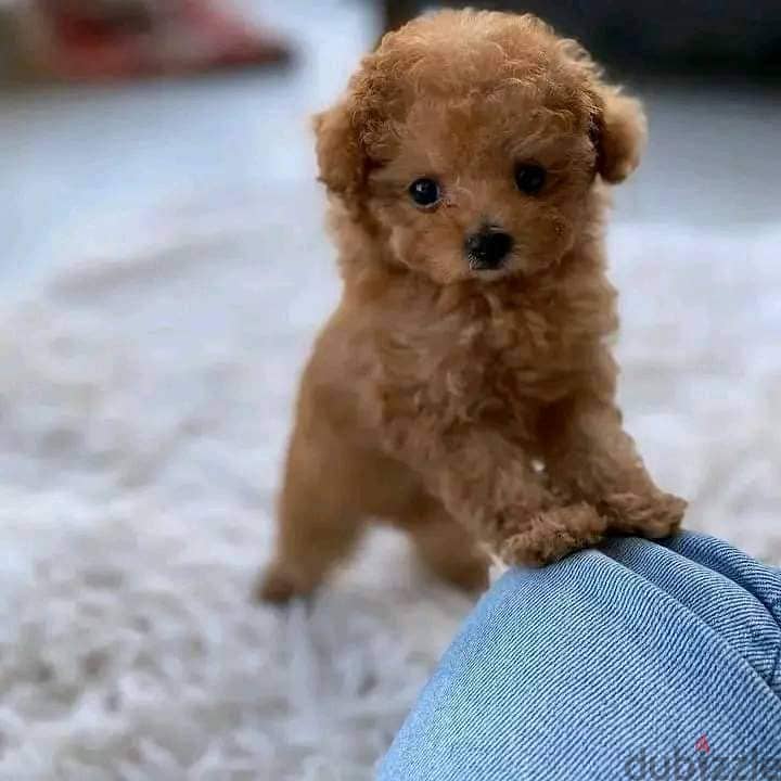 Poodle Puppies 0