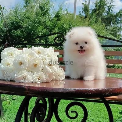 Pomeranian Puppies// WhatsApp +97455792932