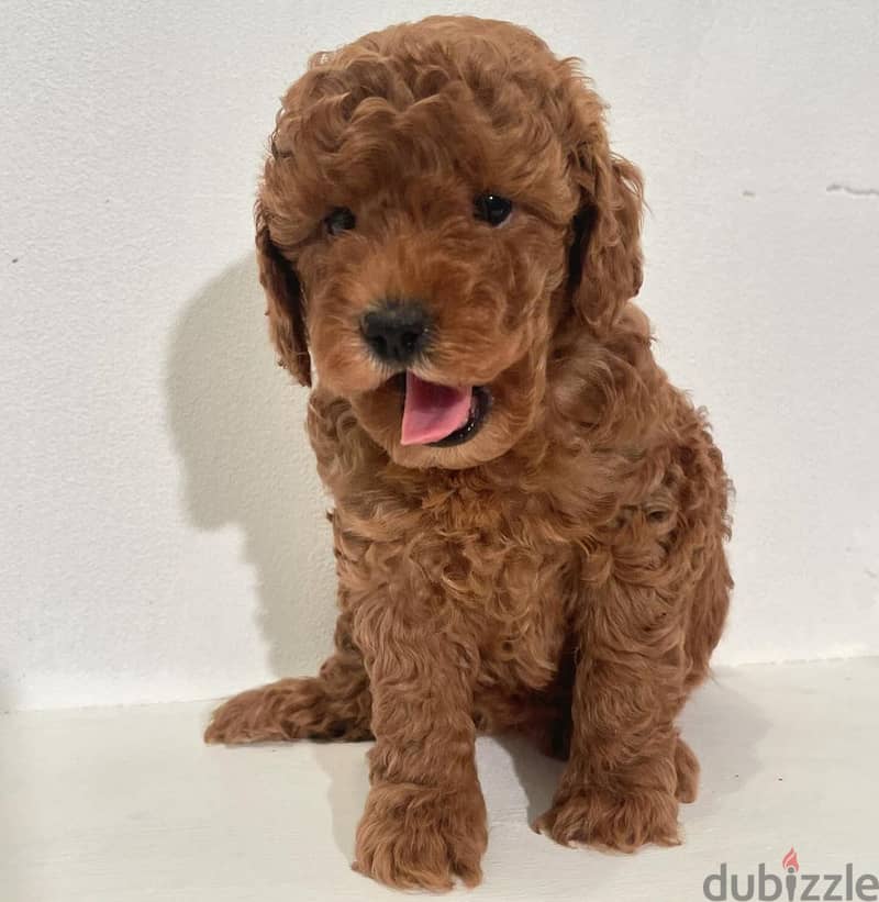 Poodle puppies// WhatsApp +97455792932 0