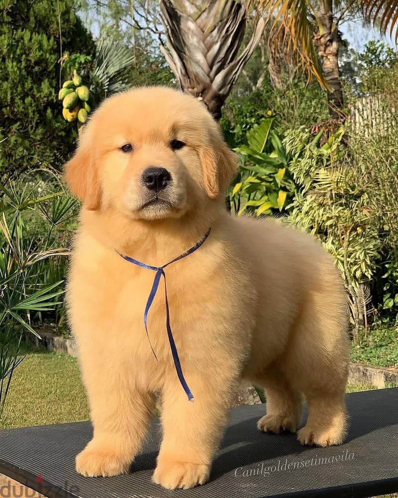 Golden Retriever // Whatsapp +97455937699 0