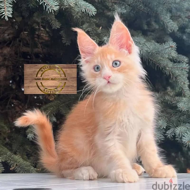 maine coon cats// whatsapp +971552543679 0