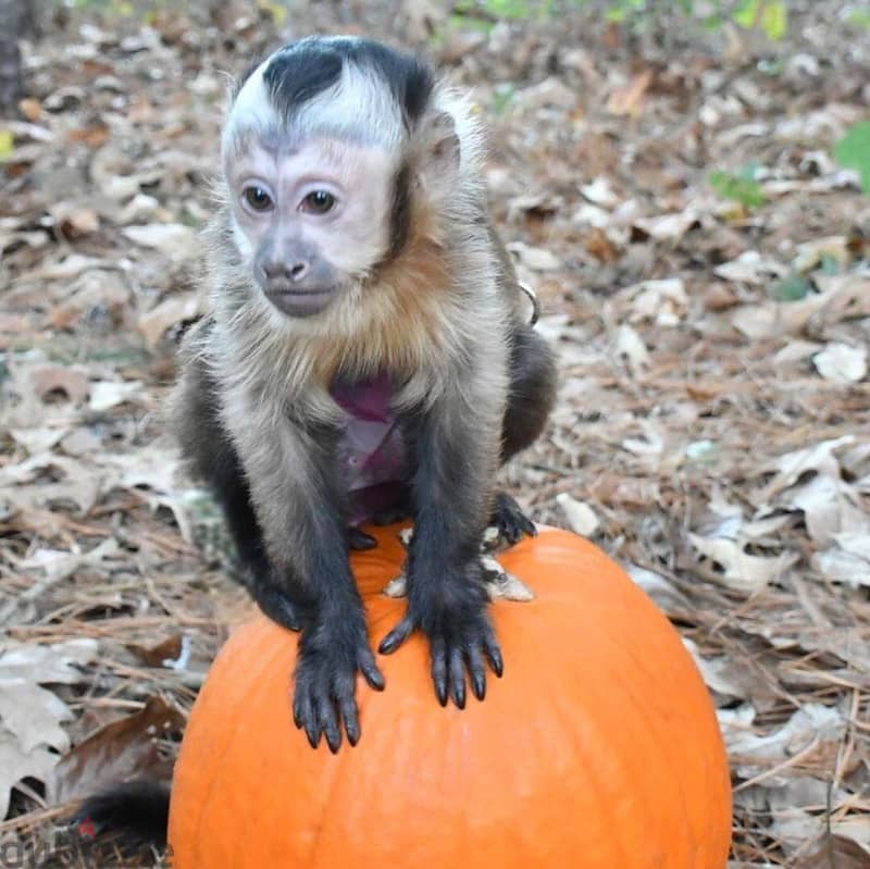 capuchin monkey// Whatsapp +971502618837 0