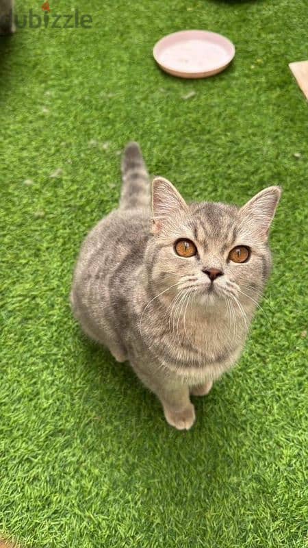 British shorthair. 1