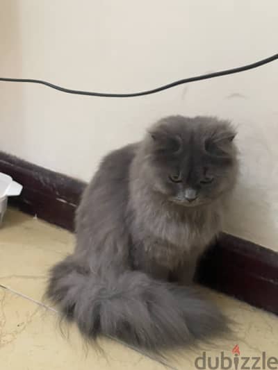 Cat Long hair for Adoption Free