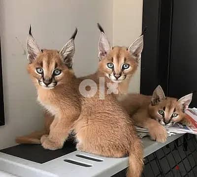 Whatsapp Me +966588993320 Caracal Cats