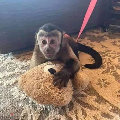 Capuchin Monkeys// WhatsApp +97455792932