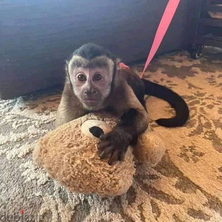 Capuchin Monkeys// WhatsApp +97455792932 0