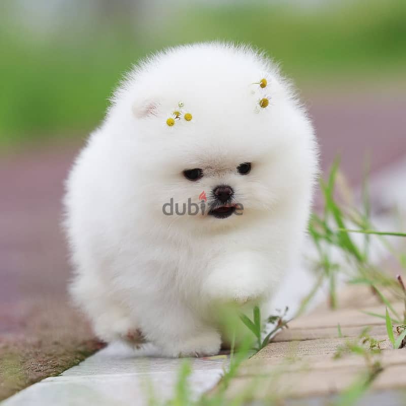 Pomeranian Puppies// WhatsApp +97455792932 0