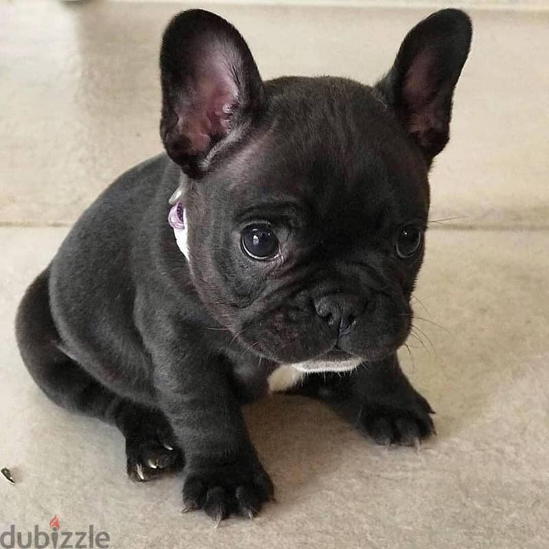 French bulldog// WhatsApp +97455792932 0