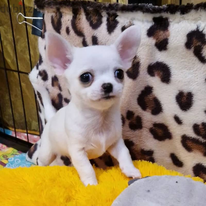 Chihuahua puppies// Whatsapp +97455937699 0