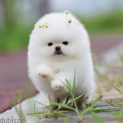 Pomeranian Puppies// WhatsApp +97455937699