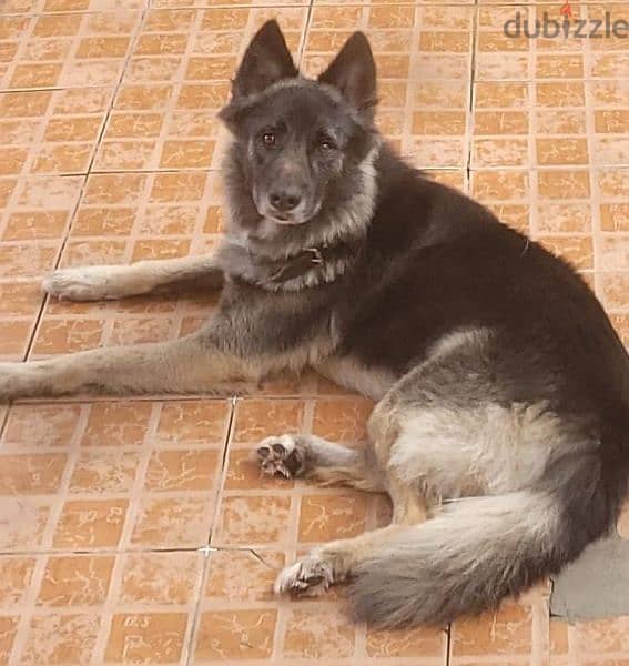 pure German shepherd male 0