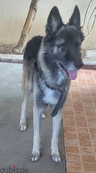 pure German shepherd male 4