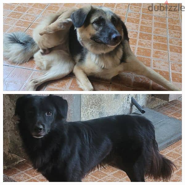 mix German and borador male and female 0