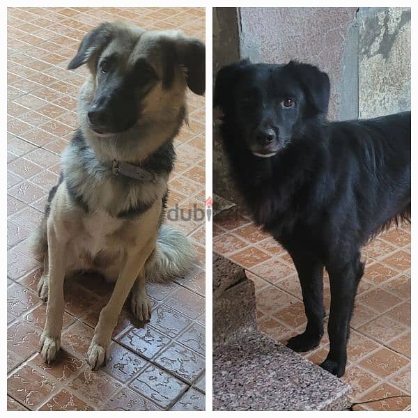 mix German and borador male and female 1