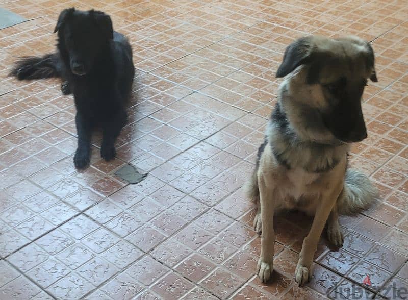 mix German and borador male and female 3