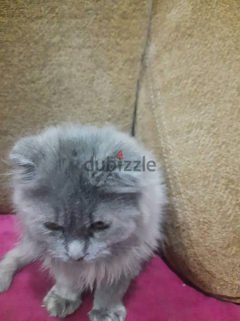 Scottish fold kittens for sale 0