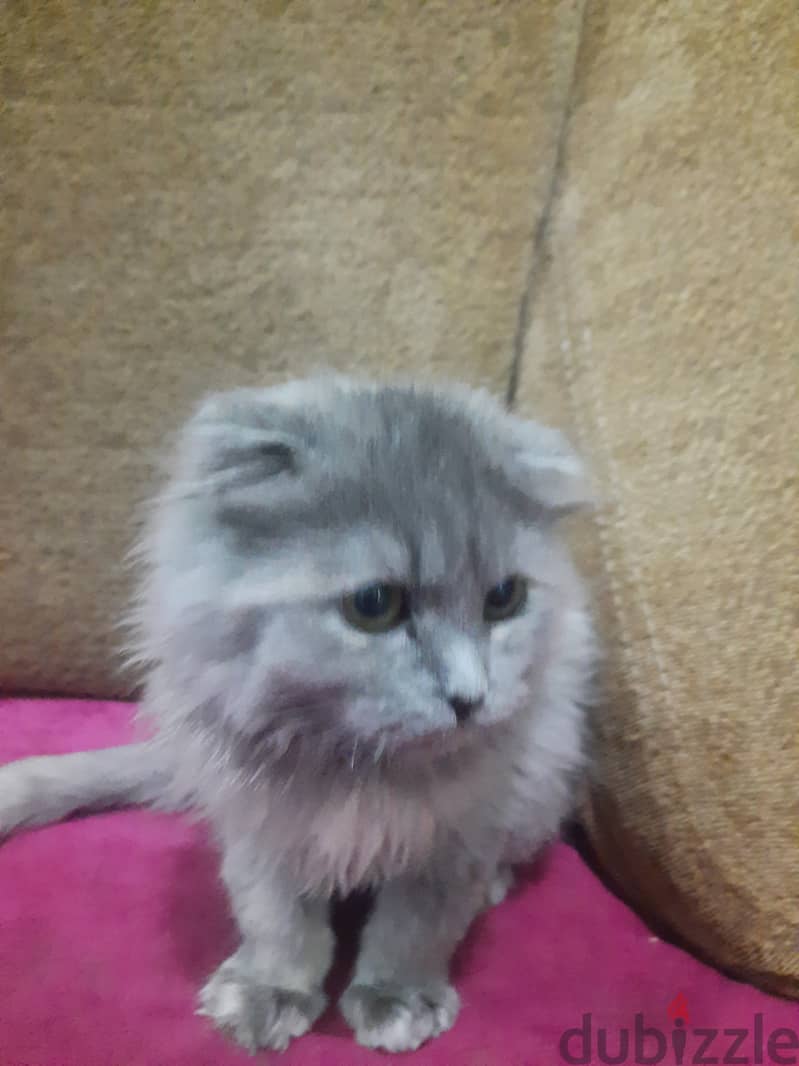 Scottish fold kittens for sale 1