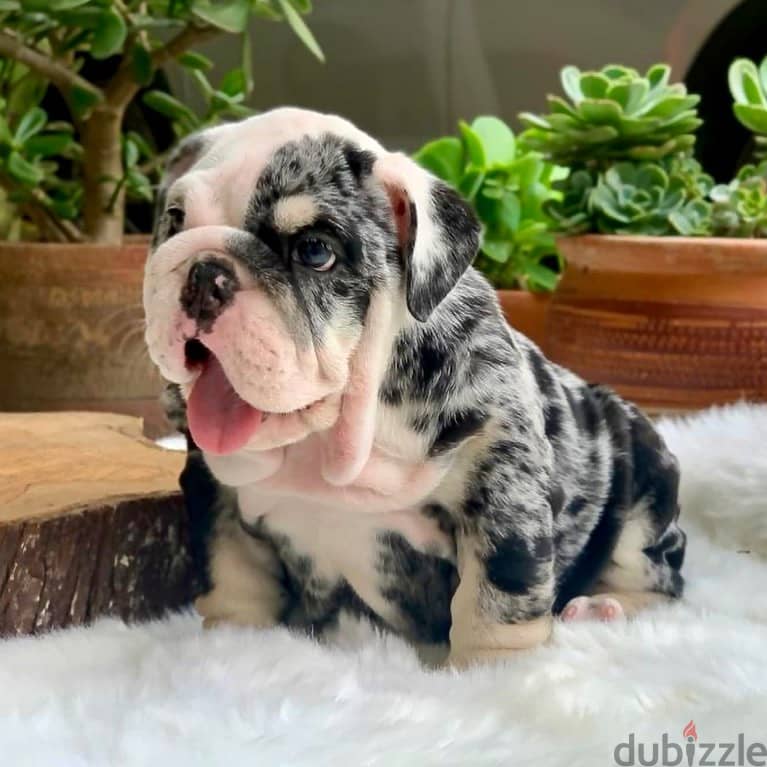 English Bulldog Puppies 0