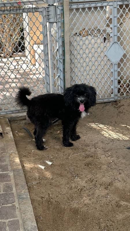 2 pomeranian dogs and 1 black half toy poodle pomeranian for sale 0