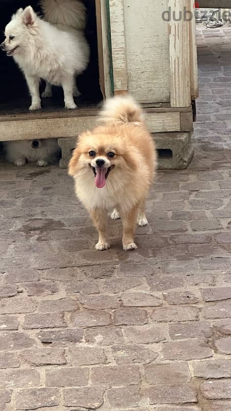 2 pomeranian dogs and 1 black half toy poodle pomeranian for sale 1