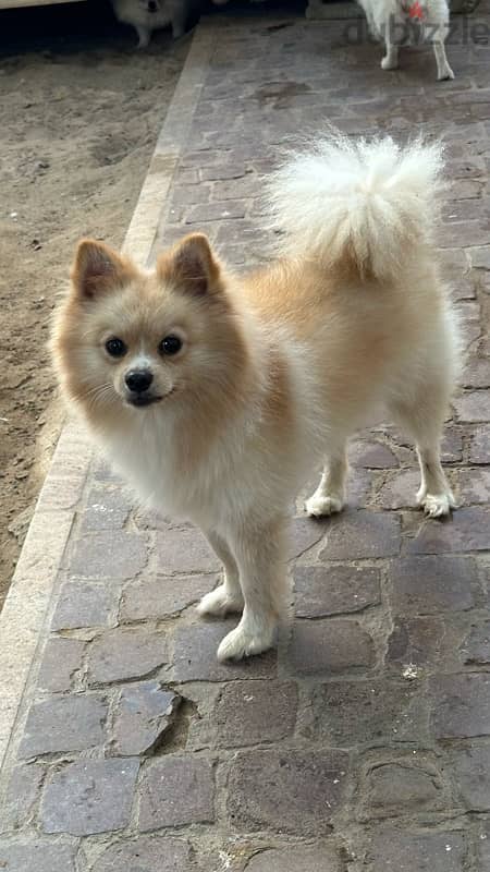 2 pomeranian dogs and 1 black half toy poodle pomeranian for sale 2