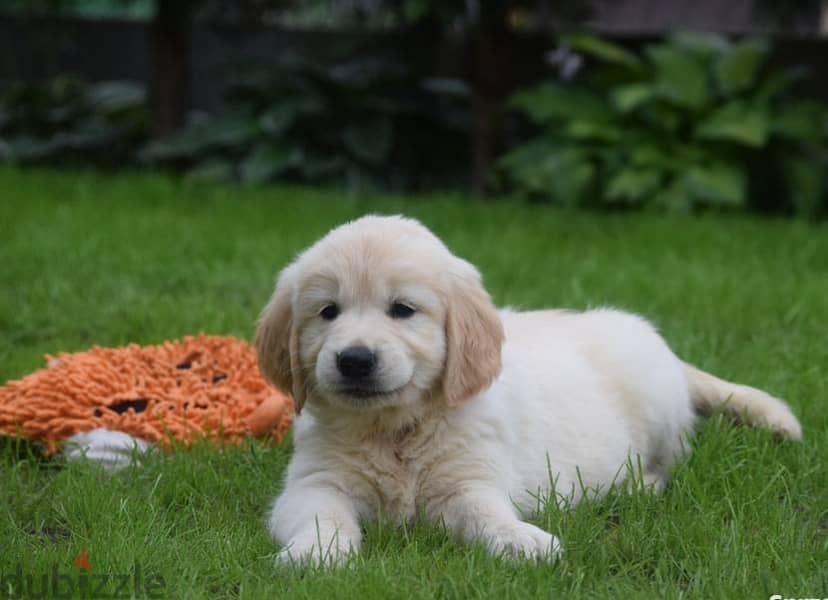 Golden Retriever puppies 0