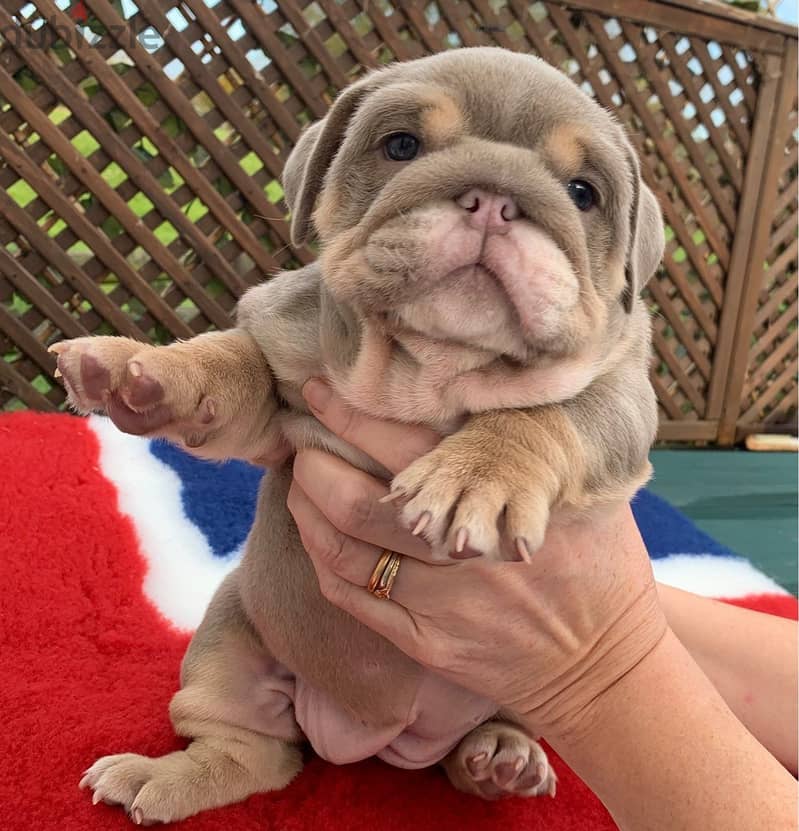 English Bulldog Puppies 0