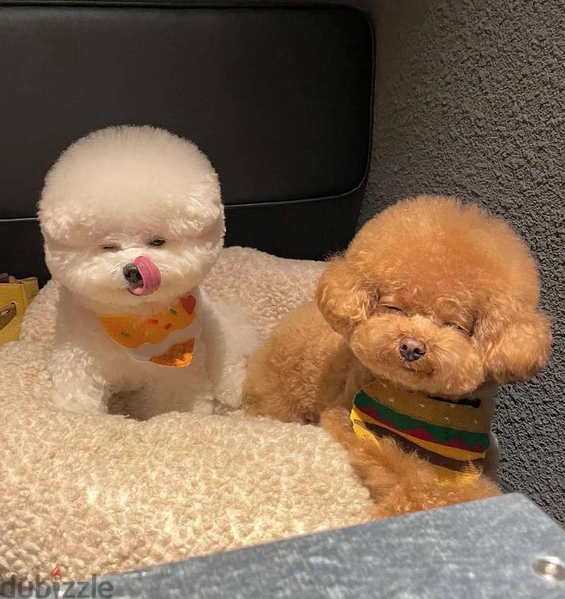 japanese poodle puppies 0