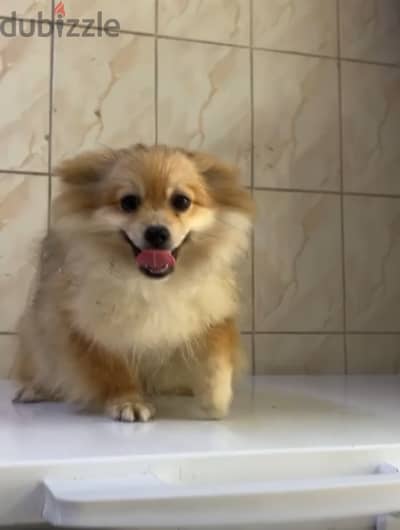 Pomeranian