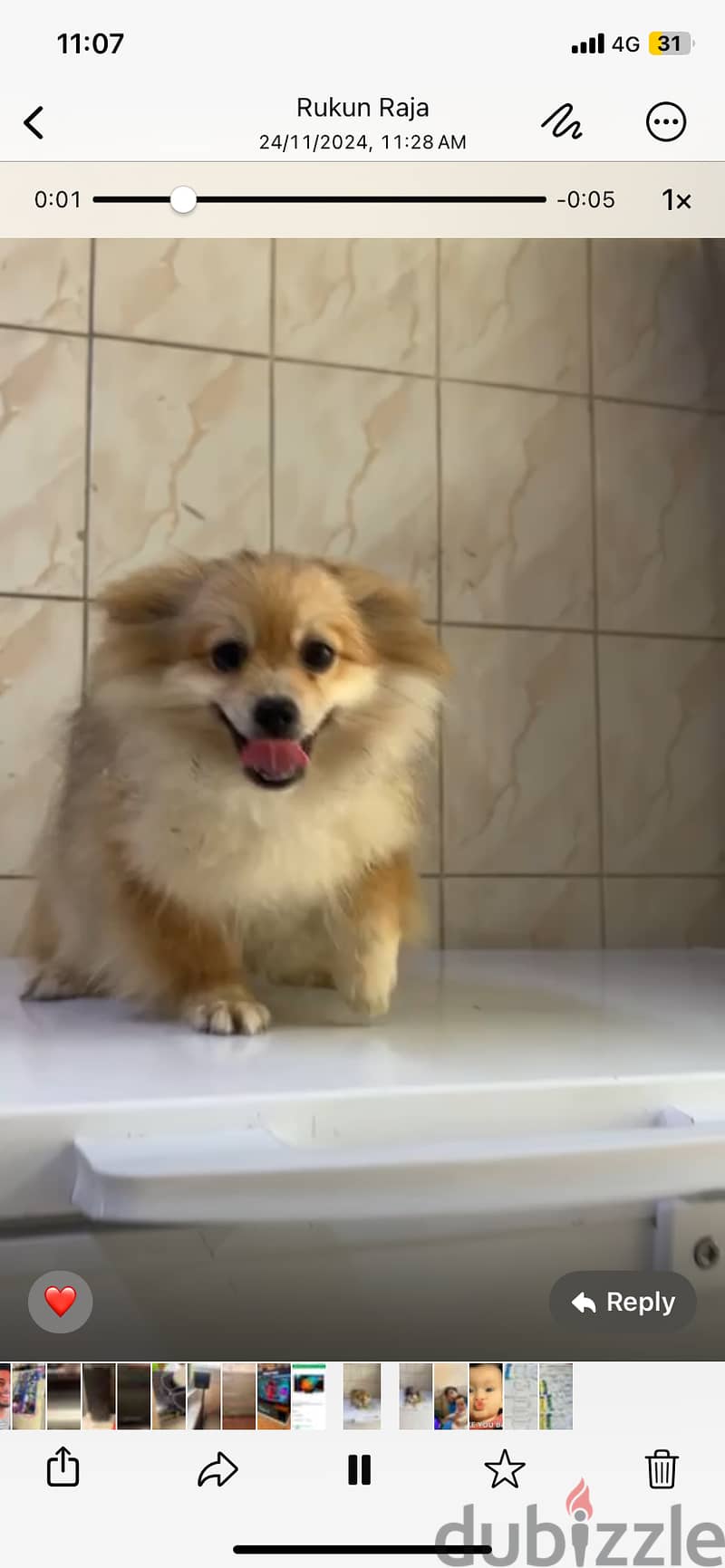 Pomeranian 1