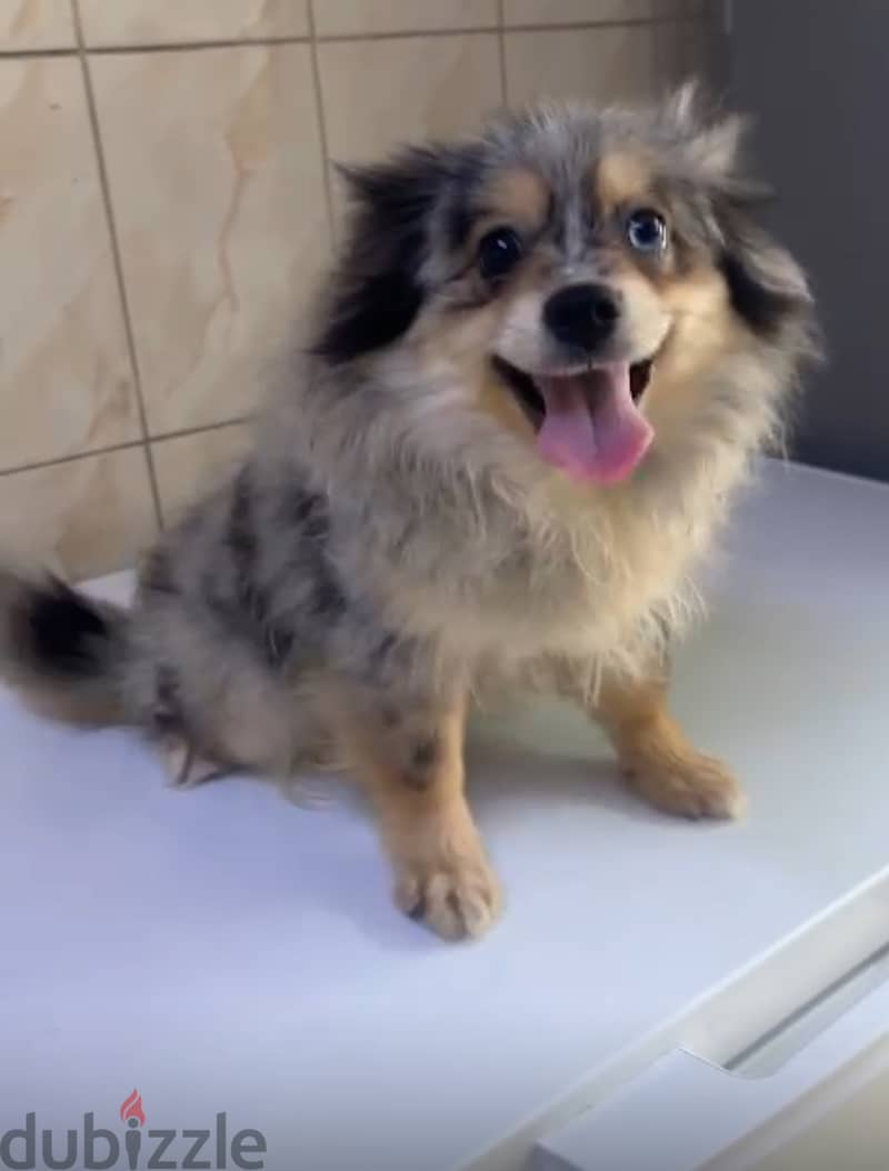 Pomeranian 2