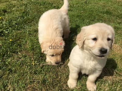 Whatsapp Me +972555074990 Golden Retriever Puppies