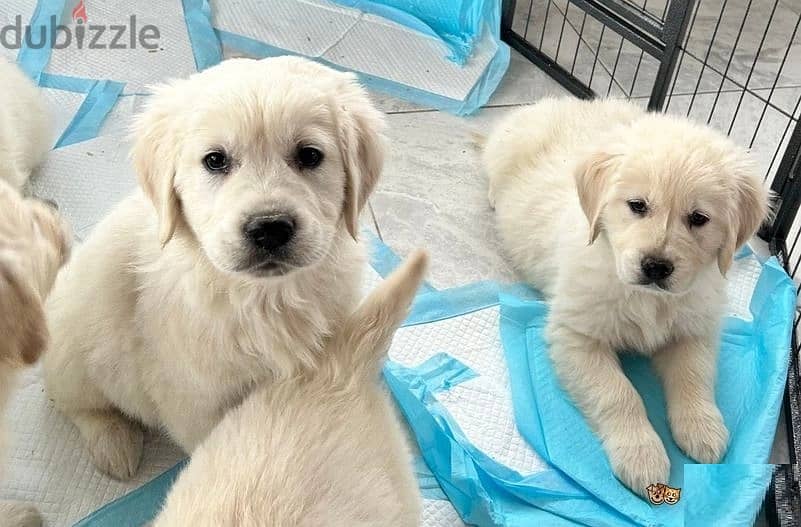 Whatsapp Me +972555074990 Golden Retriever Puppies 0