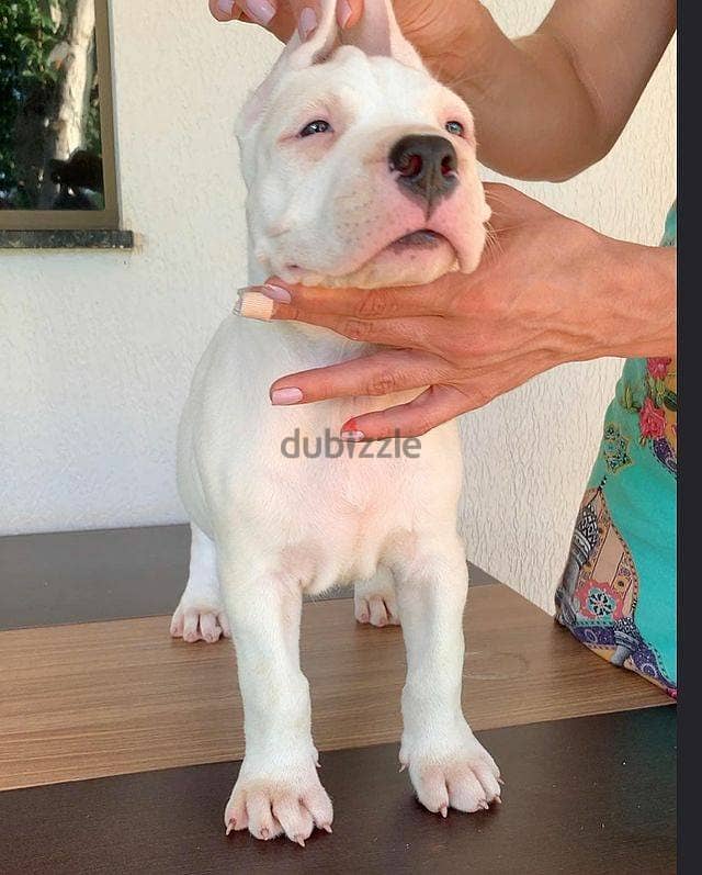 Whatsapp Me +966588993320 Dogo Argentino Puppies 1