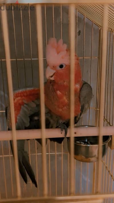 Australian cockatoo in qatar