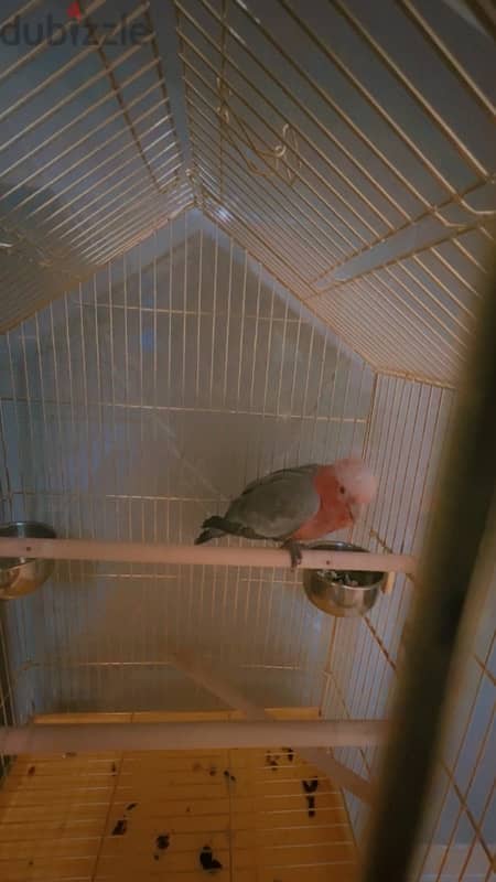 Australian cockatoo in qatar 1