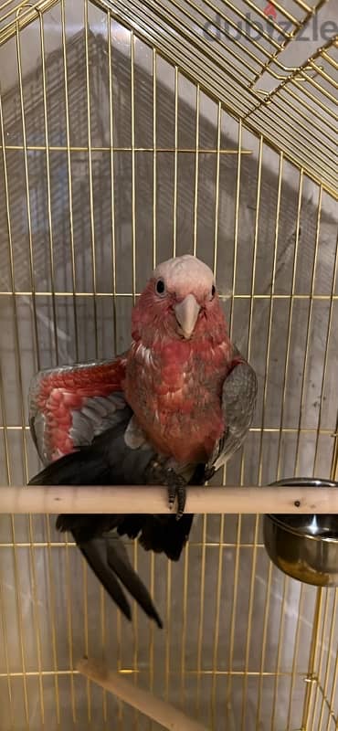 Australian cockatoo in qatar 3