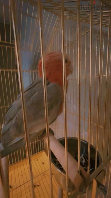 Australian cockatoo in qatar 5