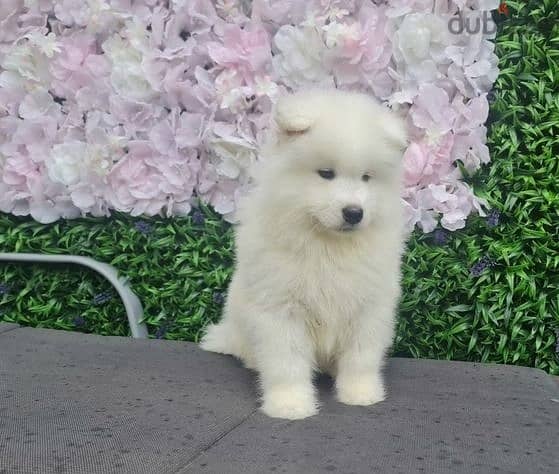 Whatsapp Me +972555074990 Samoyed Puppies 1