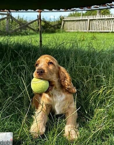 Whatsapp Me +966588993320 Cocker Spaniel Puppies 1