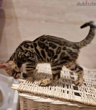 Whatsapp Me +972555074990 Bengal Cats 1