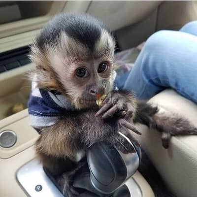 Capuchin Monkeys// WhatsApp +97455937699